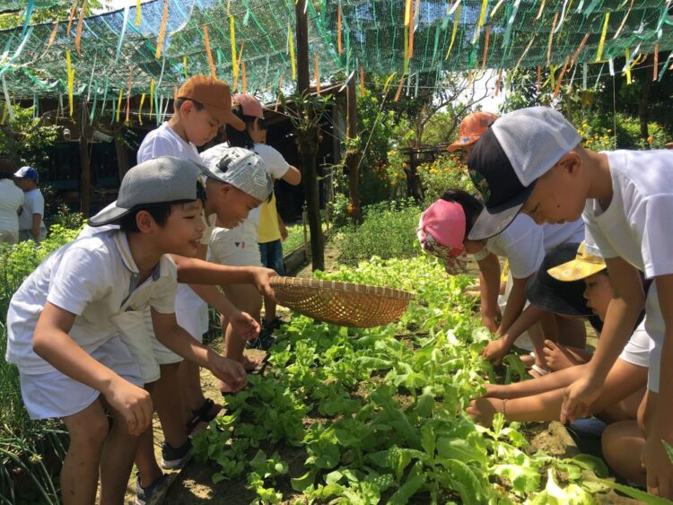 Discover local vegetables and Hoi An countryside